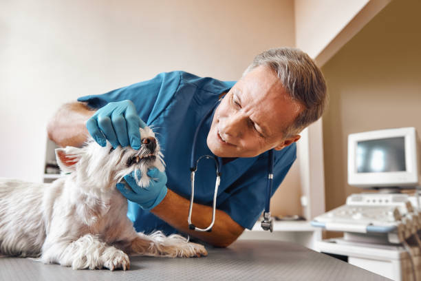 Best Chipped Tooth Repair Near Me  in Lexington, OK
